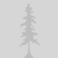 stanford tree logo