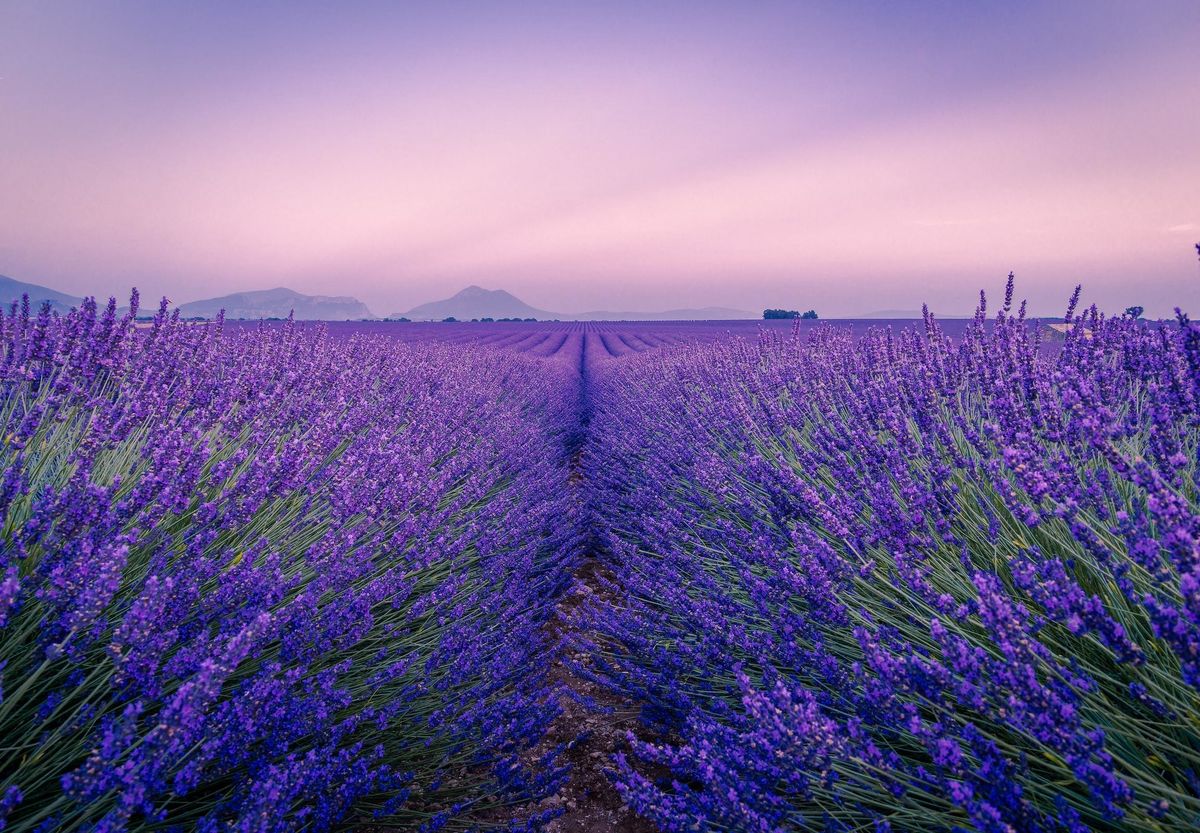 Image - lavender fields in Valensole, France
